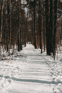 Snow covered land amidst trees in forest