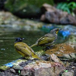 Close-up of bird perching on water