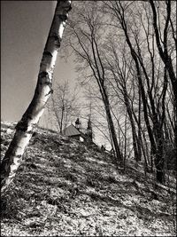 Low angle view of tree against sky