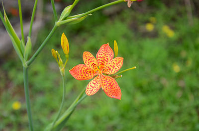 Close-up of day lily plant