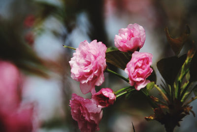 Close-up of pink flowering plants