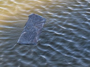 High angle view of turtle in sea