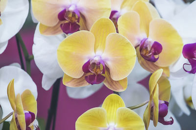 Close-up of orchids blooming outdoors