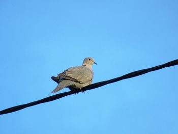 Low angle view of bird perching on cable against clear blue sky