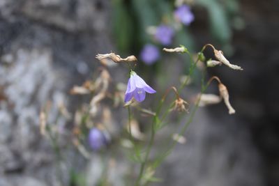 Close-up of purple flowering plant