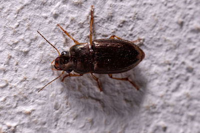 Close-up of insect on rock