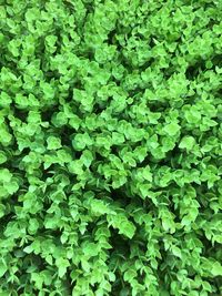 Full frame shot of fresh green plants