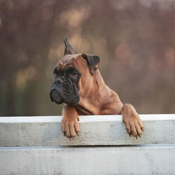 German boxer dog sits on a park bench on a spring day