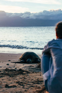 Sea turtle sleeping on beach with female looking in foreground on maui, hawaii.