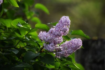 Pair of brightly colored lilacs