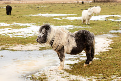 Side view of a sheep in water