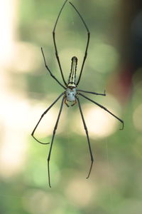 Close-up of spider on web