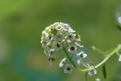 Close-up of white flowering plant