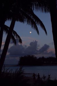 Silhouette of palm trees at sunset