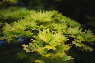 Close-up of fresh green leaves