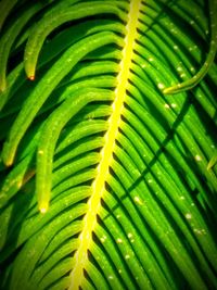 Full frame of leaves