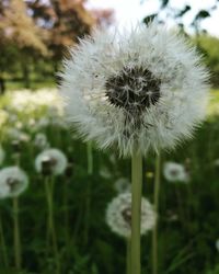 Close-up of dandelion