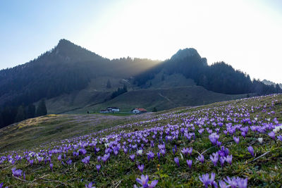 Purple flowering plants on field by mountains against sky