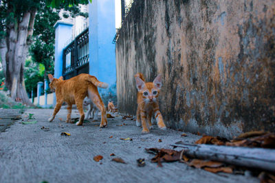 Portrait of dogs on ground