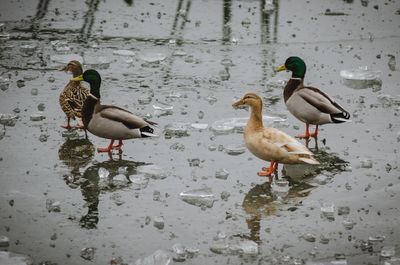 Mallard ducks on water