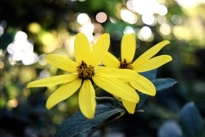 Close-up of yellow flowers