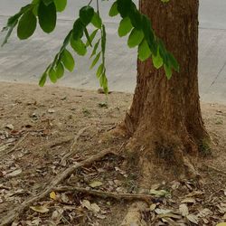 Close-up of tree on sand at beach