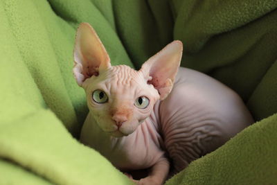 Portrait of cat relaxing on bed