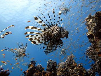 Beautiful lion fish hovering over coral reef underwater