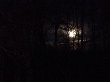 View of trees at night