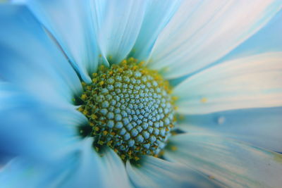 Close-up of white flower