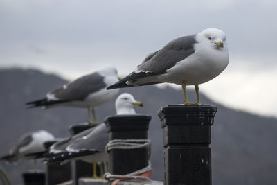 Seagull perching on pole against sky