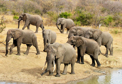 View of elephant and elephants
