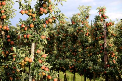 Apple  fruits on tree