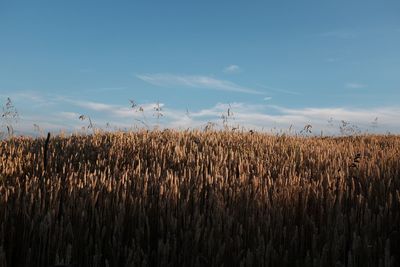 Scenic view of corn field against sky