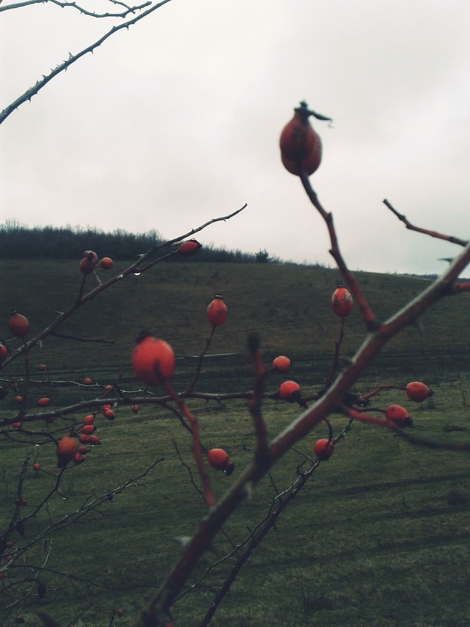 fruit, red, growth, nature, tree, outdoors, rose hip, no people, focus on foreground, day, plant, beauty in nature, close-up, freshness, sky