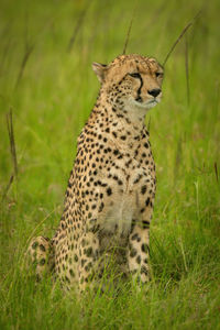 Cheetah sits in long grass looking right