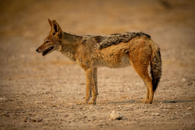 Black-backed jackal stands on gravel in profile