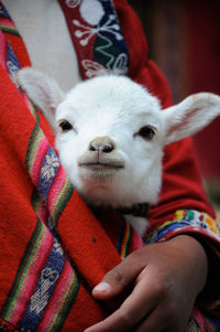 Lamb in a poncho, peru