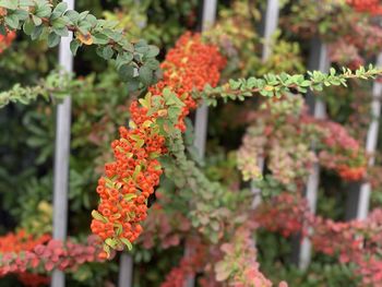 Close-up of orange flowering plants