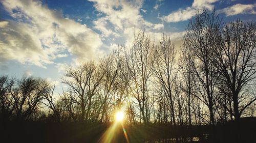 Low angle view of trees against sky