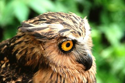 Close-up of falcon bird in forest