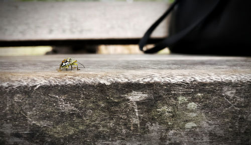 Close-up of insect