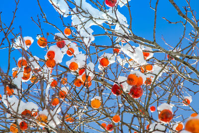 Persimmon tree with fruit on in snow during early winter.