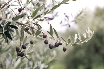 Olive tree with olives on a branch