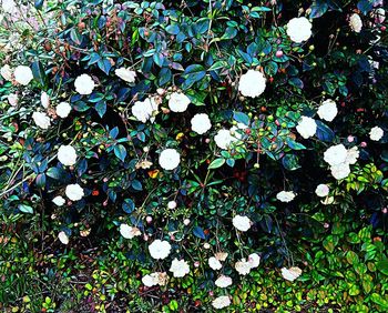 Close-up of white flowers