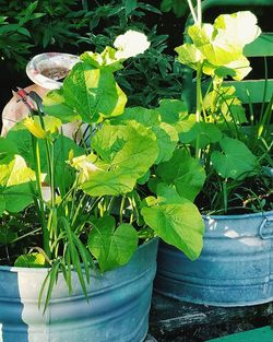 Close-up of potted plant