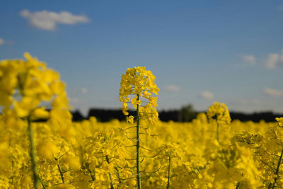 Close-up of yellow oilseed rapes against sky