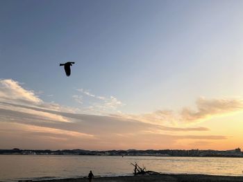 Silhouette birds flying over sea against sky