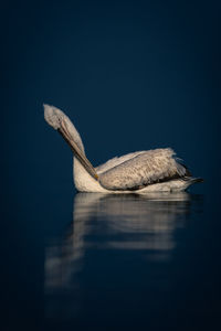 Close-up of bird