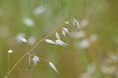 Close-up of white flowering plant